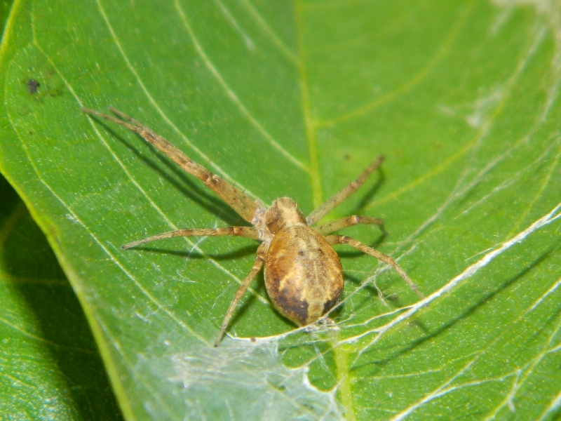 Philodromidae: Philodromus sp.  -  Viadana (MN)